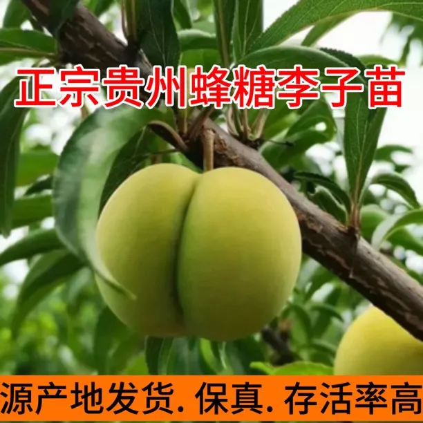 贵州正宗六马蜂糖李苗稼接苗产地直发存活率高