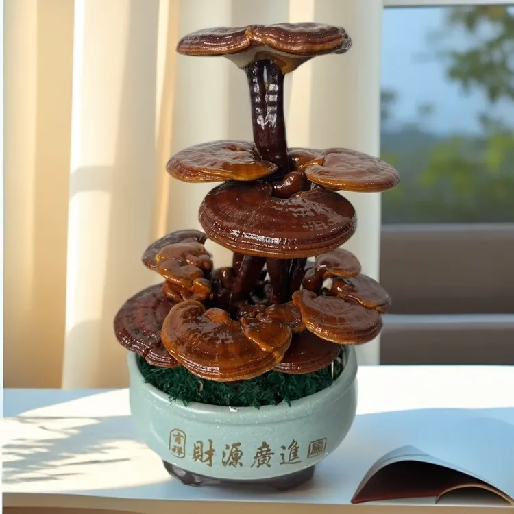 活体灵芝原生态灵芝盆景供奉佛堂妈祖庙财源滚滚来可观赏灵芝盆栽