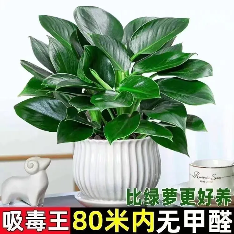 特惠吸毒王绿公主大叶金钻绿公主盆栽室内绿植水培花卉绿萝除甲醛