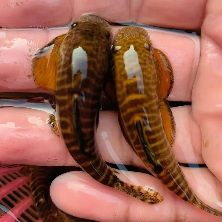 冷水长汀爬岩鳅吸盘原生吸鳅小精灵清洁鱼吃残渣擦玻璃清洁鱼缸