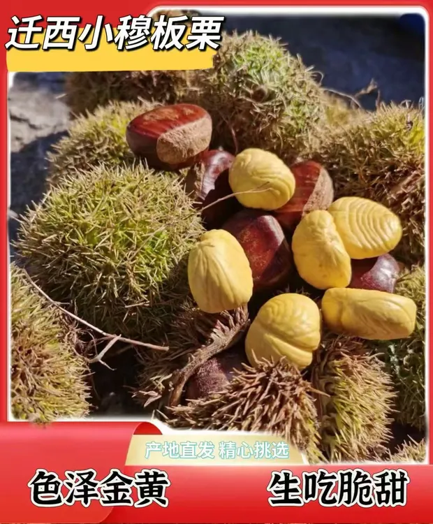2025年新鲜正宗迁西板栗3113内皮易剥软糯香甜