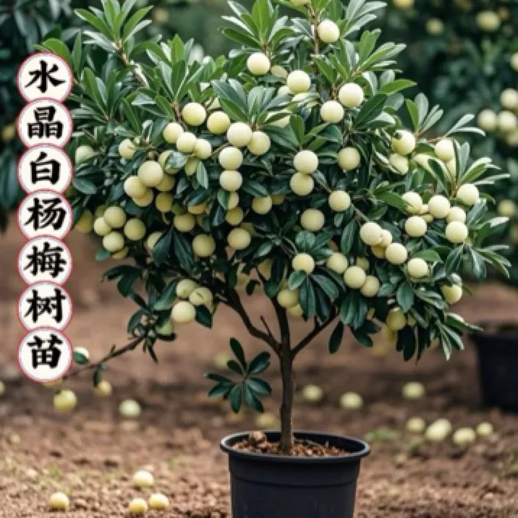 云南水晶白杨梅树苗嫁接苗盆栽地栽庭院种植当年结果耐寒耐热品种