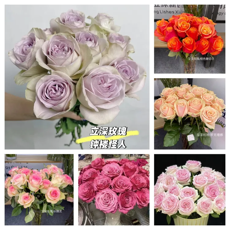 【立深玫瑰]沈阳晓全花行东北鲜花钟楼怪人小红莓洛克珊娜入梦