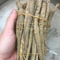 阿坝藏当归甜当归独角当归