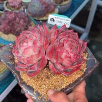 多肉一物一拍0308-292