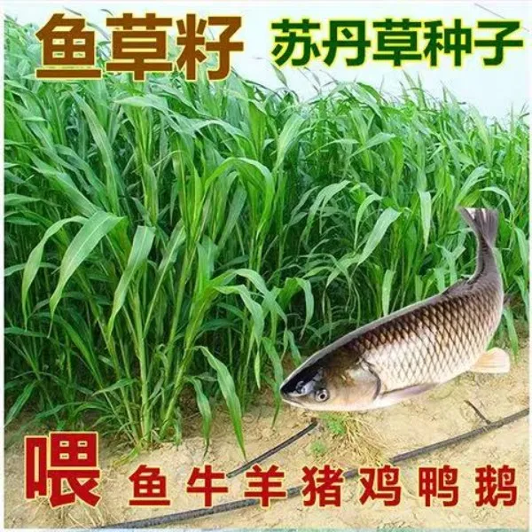 鱼草种子苏丹草草籽养殖畜牧草种子苏丹草喂鱼草种籽春季播种耐热