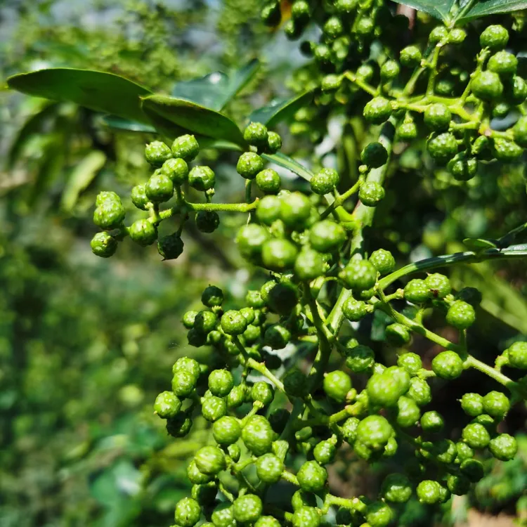 云南永善特产 新鲜青花椒 麻椒 无农残 味道正宗 特麻特香