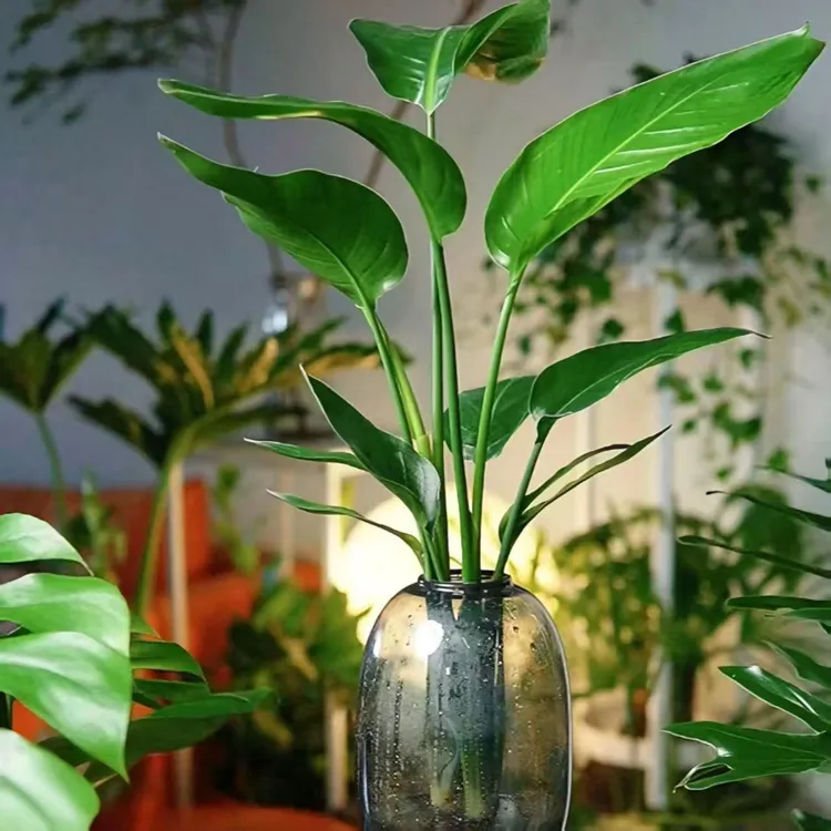 大肚瓶2株水培天堂鸟净化空气桌面装饰高40CM左右极简实拍图