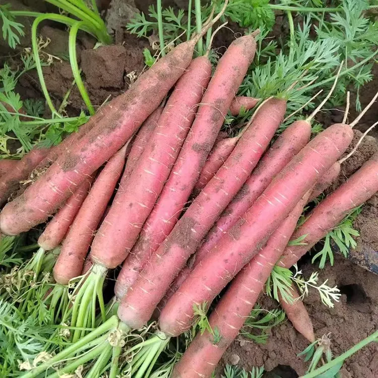 甘肃沙地自种水果胡萝卜新鲜带泥红心胡萝卜生吃脆甜当季新鲜水果
