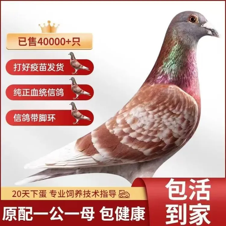 詹森红狐731血统赛鸽活的鸽子红雨点信鸽幼鸽苗公母一对500公里