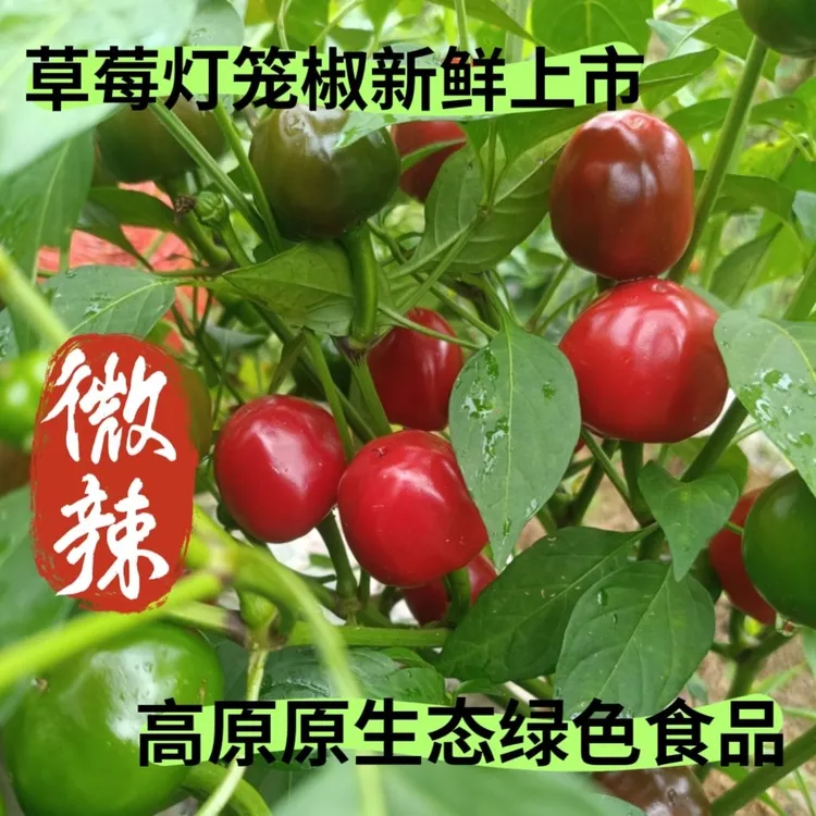 露天新鲜灯笼椒椒香辣腌制泡椒剁椒专用(顺丰包邮）