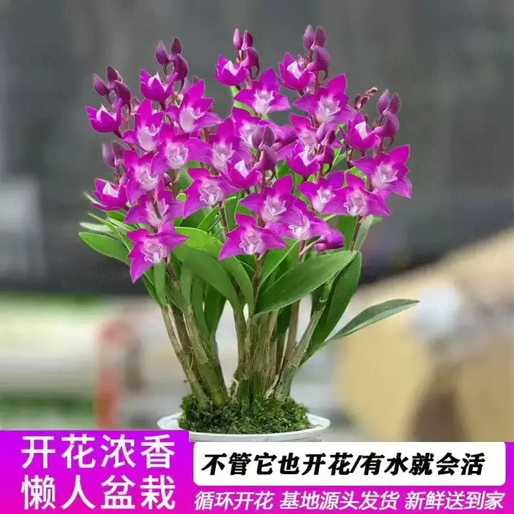 超爆花 一颗满屋香水味【澳洲香水】 石斛兰室内客厅 5-6芽