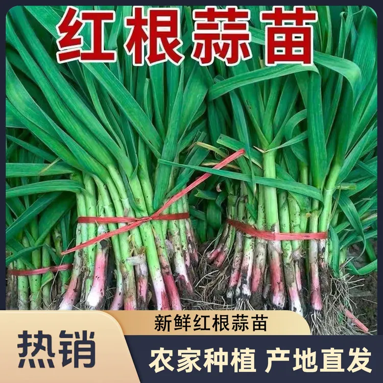 【红皮】蒜苗新鲜5斤红根大蒜苗当季蔬菜紫皮大蒜苗蒜味十足整箱