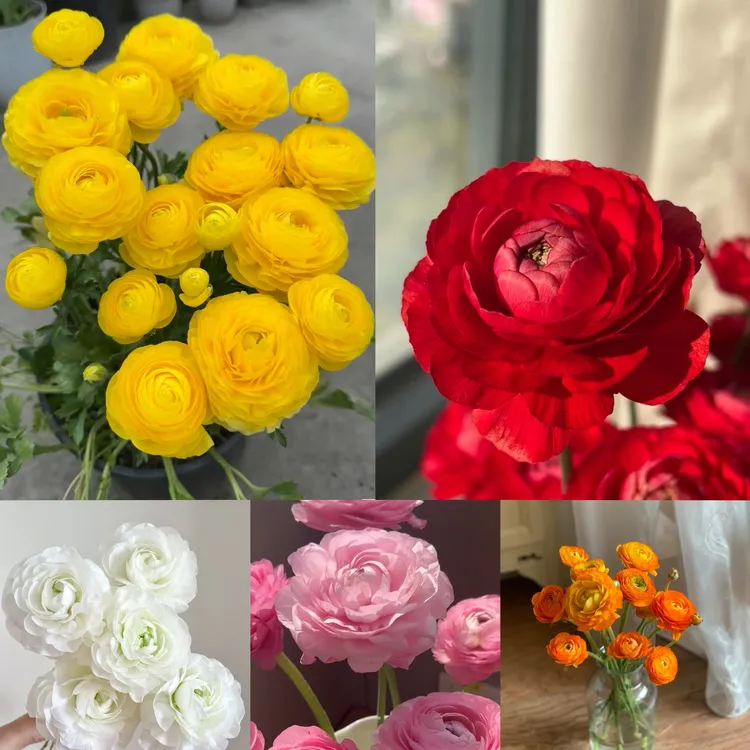 【新粉福利】催芽蝴蝶花毛茛种球 洋牡丹球根   芹叶牡丹花庭园艺