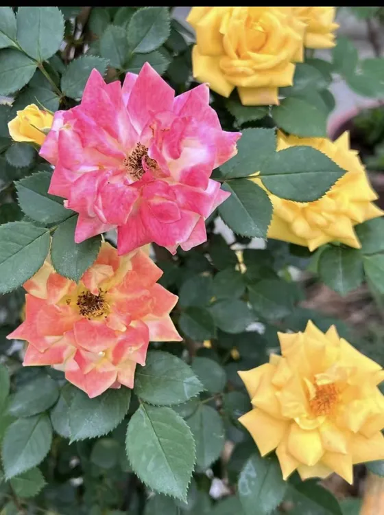 精品棒棒糖月季四季开花耐寒耐热基地直发易养活