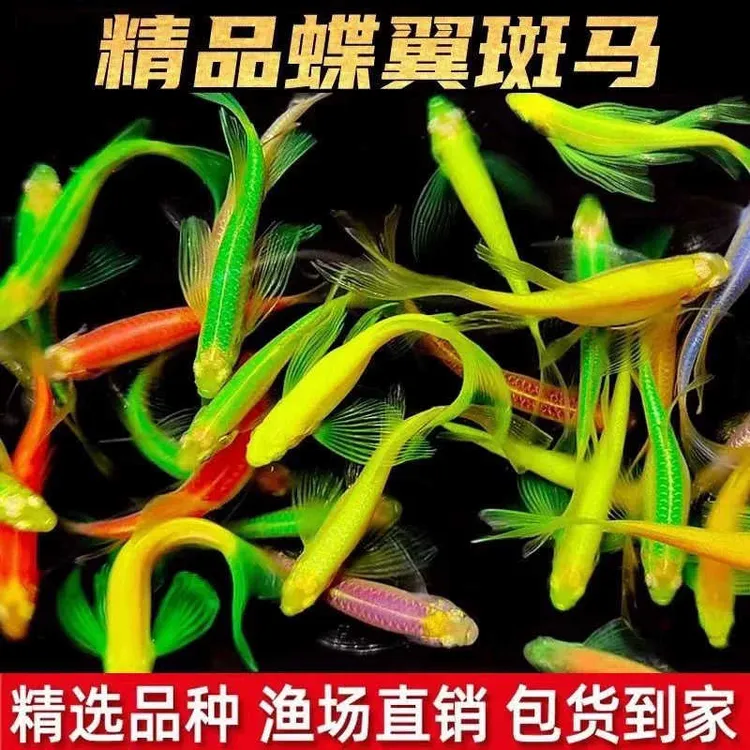  【渔场发货包邮】高端碟翼蝶翼长尾斑马鱼观赏鱼热带鱼活体鱼