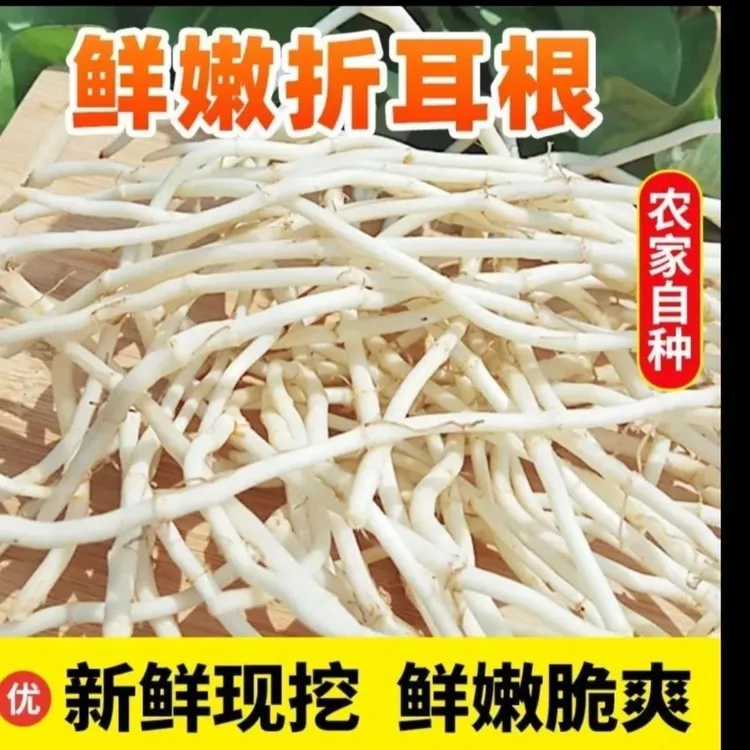 新鲜现挖鱼腥草根折耳根嫩根节节根可凉拌湖北特产健康营养蔬菜，