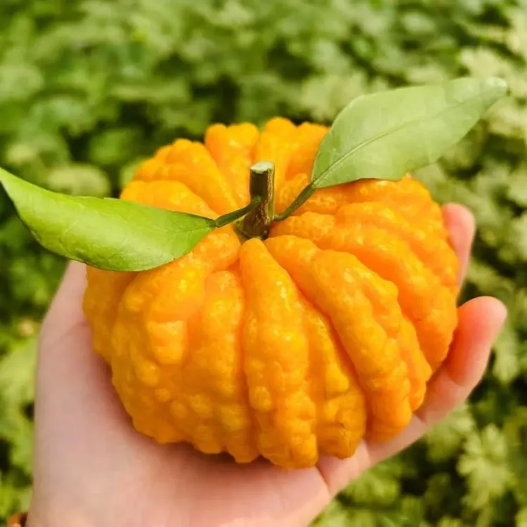 柑橘新品南瓜柑一物一拍