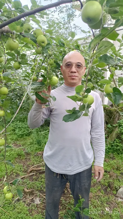 正宗昭通小青苹果云南昭通苹果