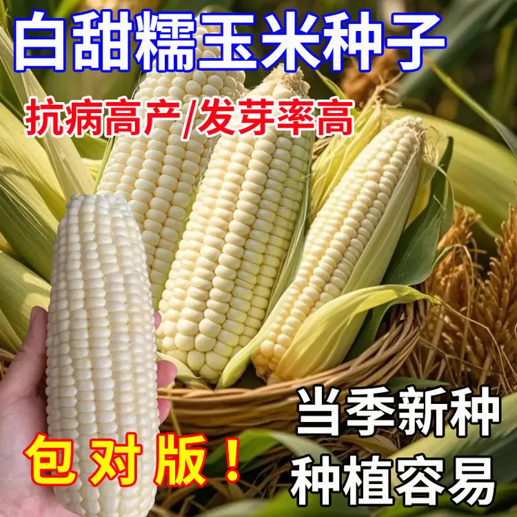 【满5包/包邮】白糯玉-米种子