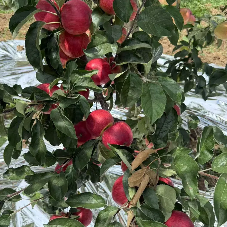 云南昭通高原新鲜现摘脆甜多汁苹果当季水果