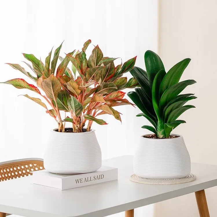 懒人自动吸水花盆绿萝专用多肉吸水花盆塑料室内家用创意自动花盆