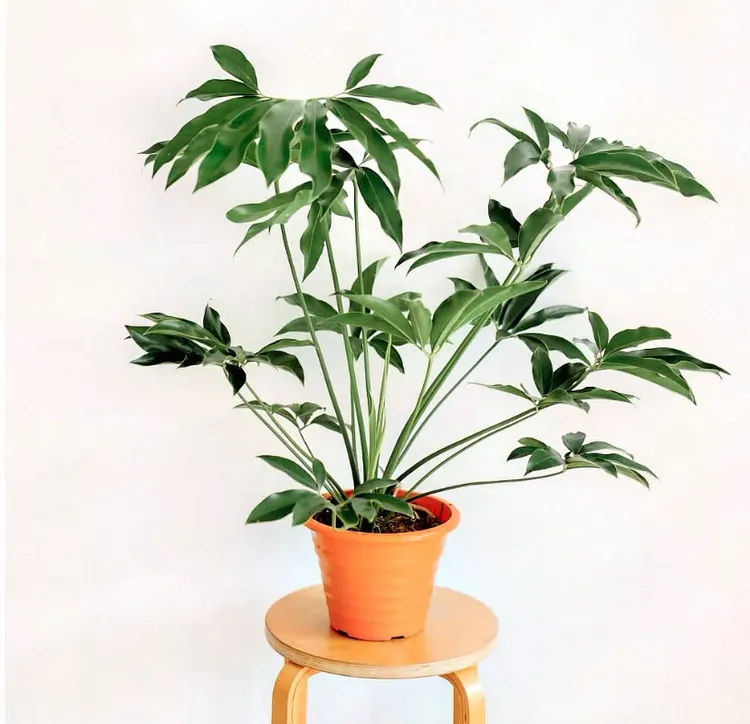 印第安羽毛蔓绿绒五子登科掌叶热植耐阴好养适合桌面卧室绿植