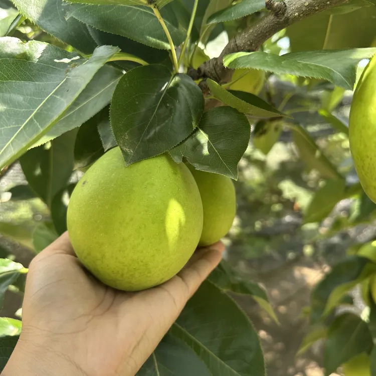 包邮正宗砀山梨翠玉一号蜜梨青梨子青皮冠梨水果现采现发产地直发