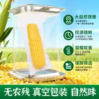 【25年头茬】（含试吃3支）东北黄糯玉米10支（6斤）真空包装微甜香糯