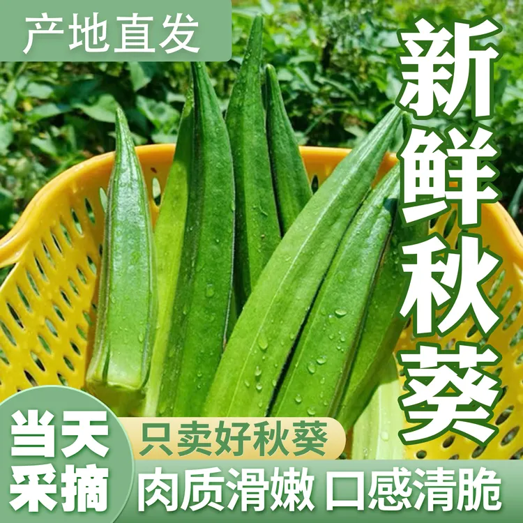 秋葵鲜嫩蔬菜水果黄秋葵羊角豆凉拌烧烤都美味产地现摘新鲜到家