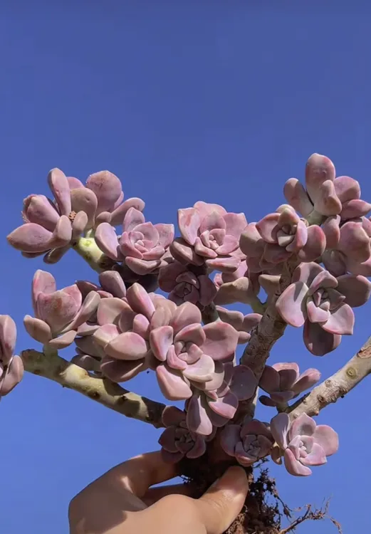 【多肉小姐地栽紫乐】盆栽老桩紫乐 血斑紫乐