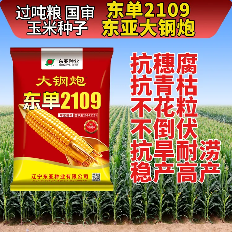 东亚大钢炮东单2109玉米种子耐密大棒抗倒伏封顶性好穗位整齐