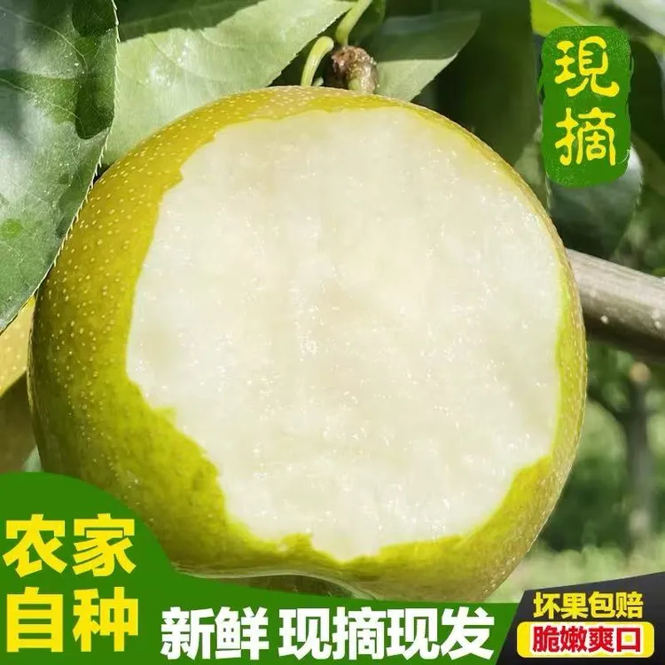 苏北射阳产地农家翠冠梨（江浙沪皖京东包邮）