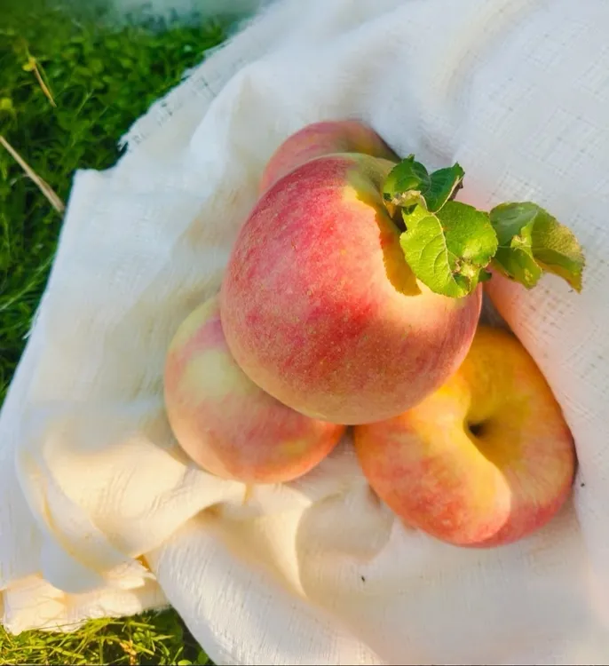 大沙河冰糖红富士大果甜苹果应季新鲜水果 脆甜多汁 新鲜苹果箱装