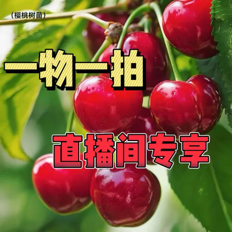 基地现挖现发 一物一拍 包售后