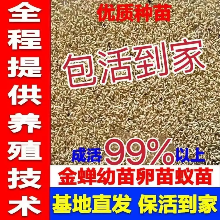 [优质品种]知了龟幼苗爬叉种卵种子养殖地专业批发幼虫蝉蚁幼苗活