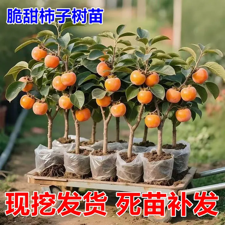 柿子苗树脆甜柿无核柿南北方种植特大庭院地栽当年结果柿子树果苗
