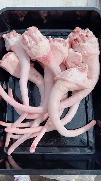 新鲜东北笨猪尾长短不一带尾根