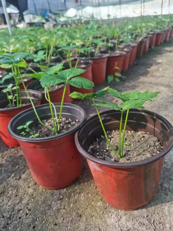 强精草还阳草神仙草长寿草盆栽阳台小院地栽庭院四季种植