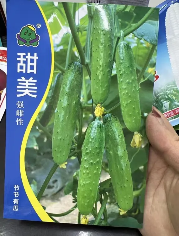 甜美黄瓜籽种子家庭阳台小院盆栽地栽四季种植