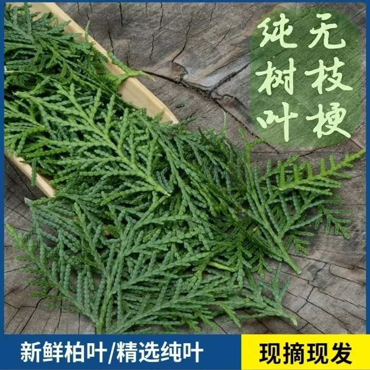现摘野生新鲜侧柏叶扁柏叶柏树叶枝洗发泡酒熏肉防脱洗头养发