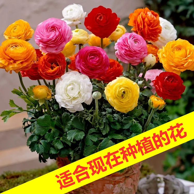 【新疆包邮】花毛莨种球 庭院盆栽花卉 耐寒好养