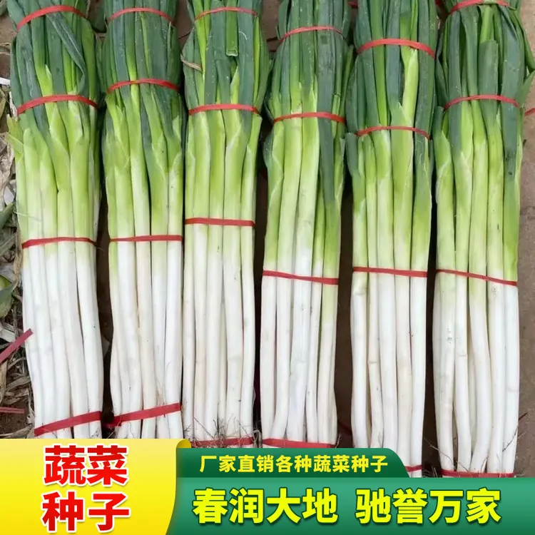 铁杆章丘大葱种子硬度高口感甜脆杂交大葱种子梧桐大葱铁杆大葱籽