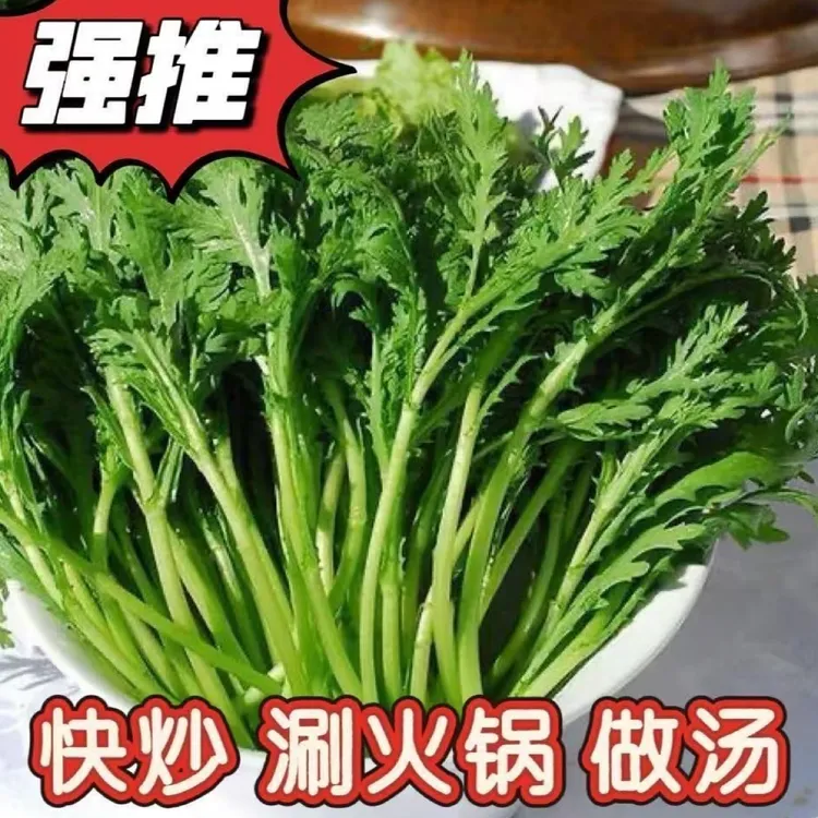河南农家自种小叶茼蒿菜新鲜现拔皇帝菜火锅炒菜带根现发
