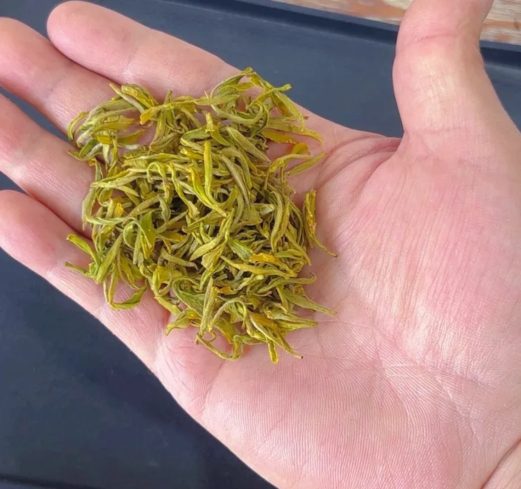 （手工黄金芽招牌）头采小芽浓香栗香豆香持久回甘甜耐泡适合老茶友
