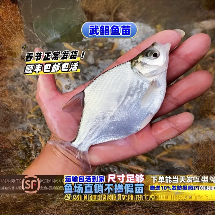 鳊鱼苗扁鱼苗武昌扁鱼三角鲂边鱼苗长身鳊鱼沙边鱼团活体淡水鱼苗