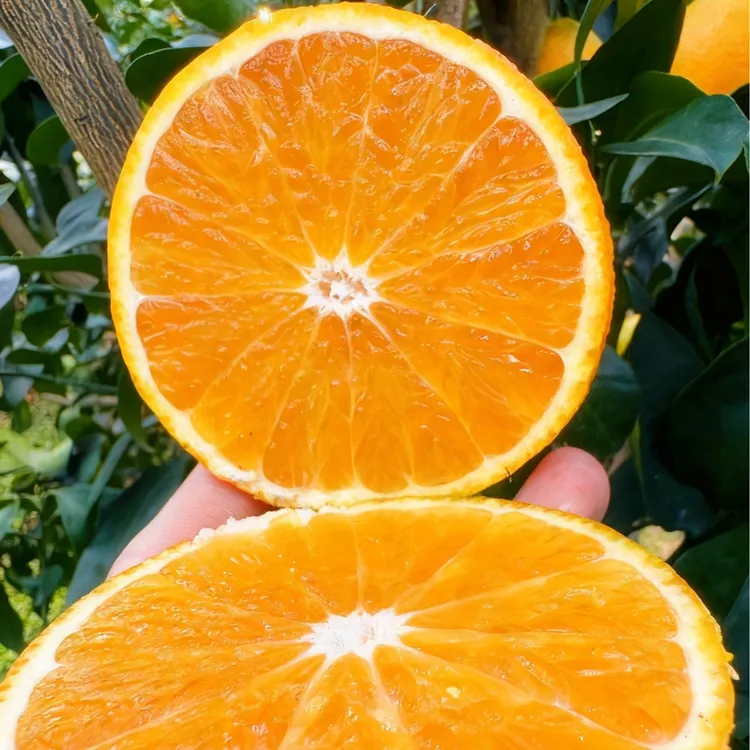 四川蒲江爱媛38号果冻橙农户自家种植产地现摘现发【申通快递】