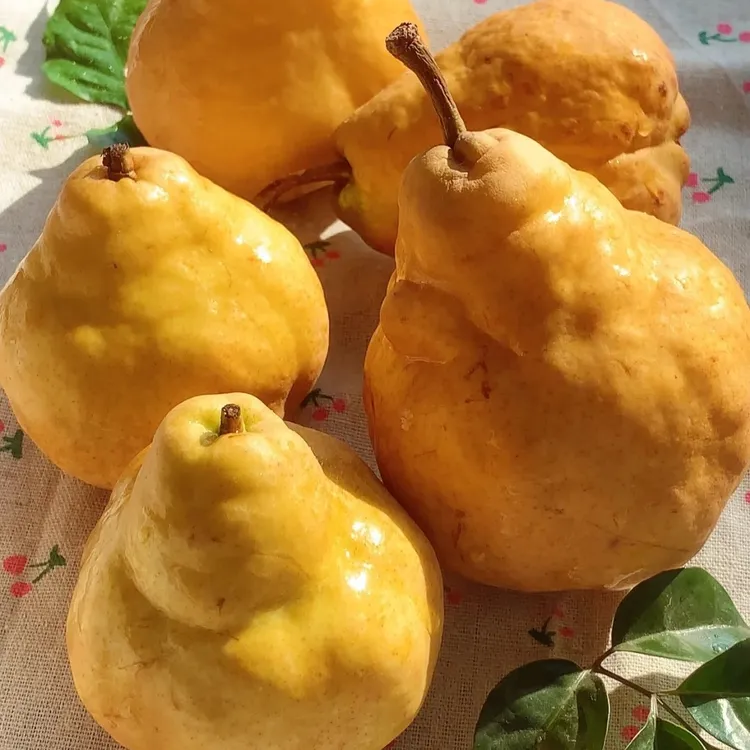 威海中华丑梨果肉细腻丝滑汤匙挖着吃的梨一箱净重4.5斤（8-9个）