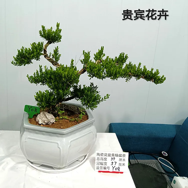 雀舌黄杨老桩老盆口室内外好养四季常青高级陶瓷盆盆景