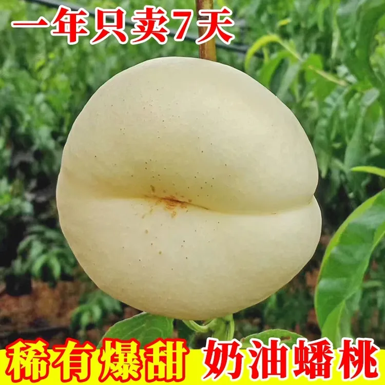 【奶油蟠桃 稀有品种】蒙阴蜜桃奶油蟠桃新鲜应季甜嫩多汁尝鲜水果